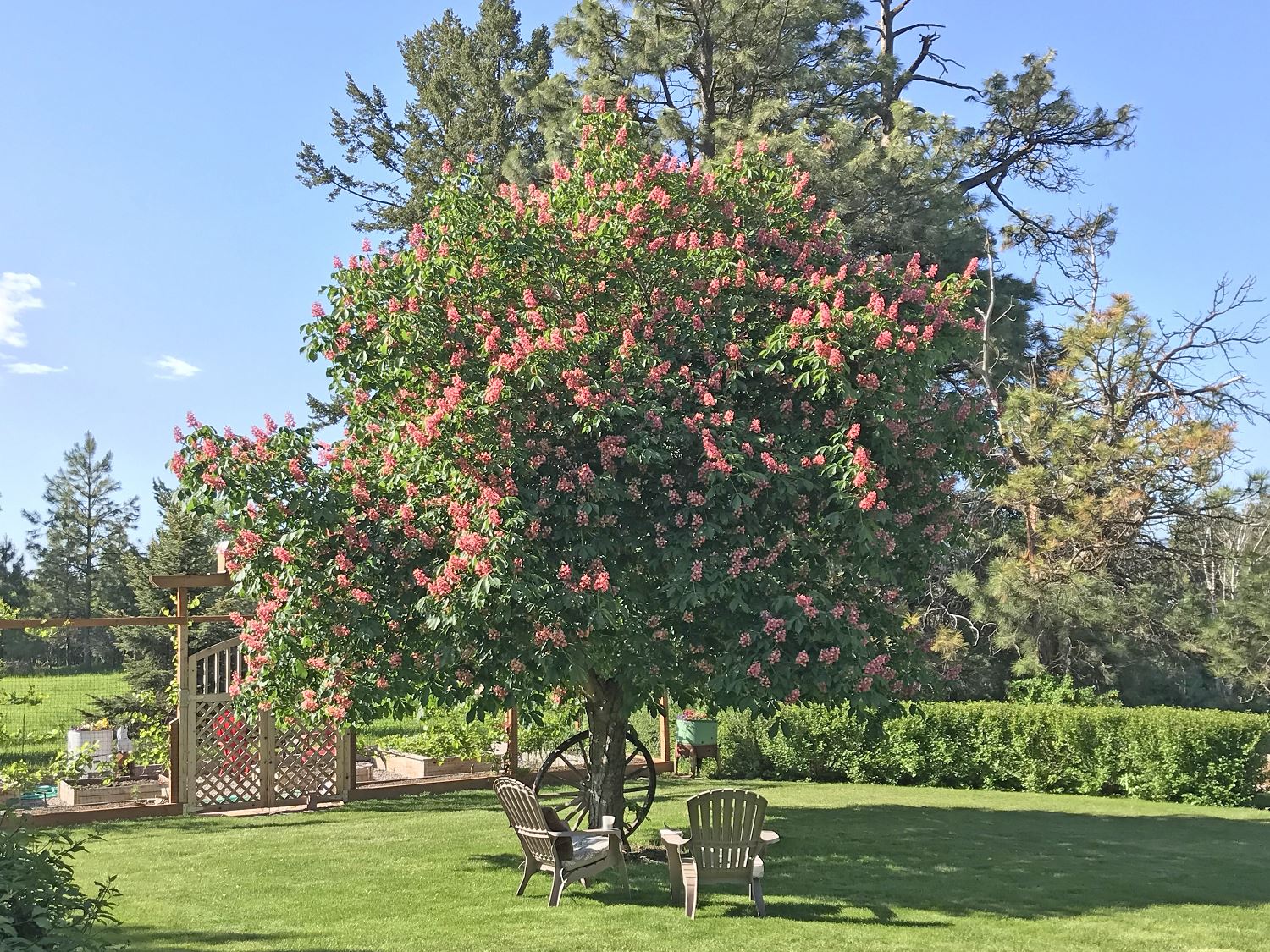Backyard Shade Tree in Bloom