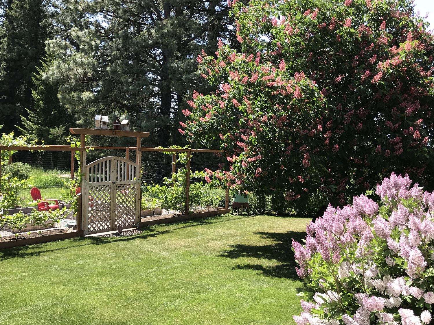 Backyard Gate in the Spring